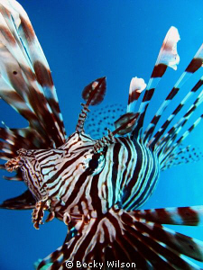 Extreme close up!  Taken in Jeddah. by Becky Wilson 